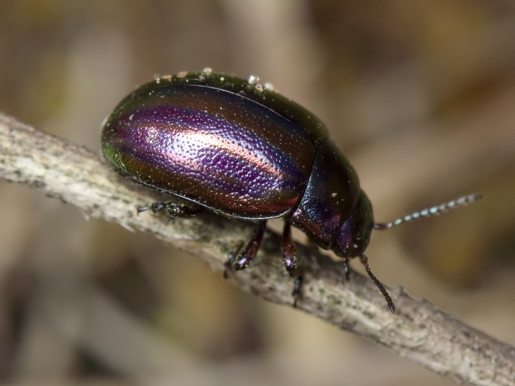Chrysolina cerealis (Linnaeus, 1767)